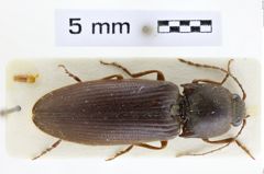 Foto (Dorsalansicht) von Hemicrepidius memnonius (NHMW-ZOO-COL-0008940)